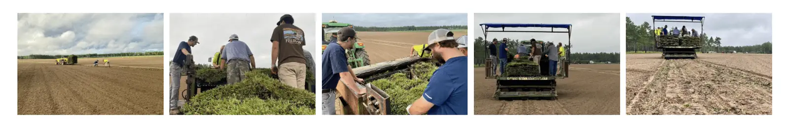 Cobalt Hybrid St. Augustine being planted