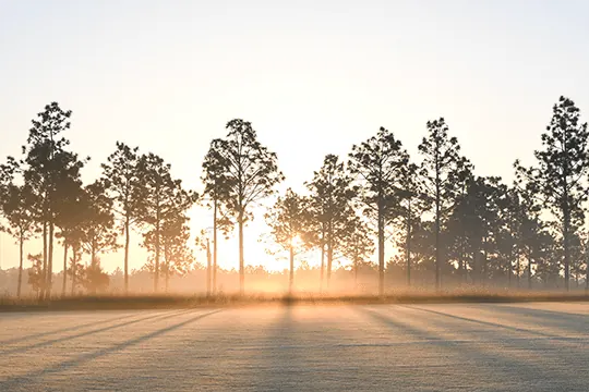 Healthy soil and turf roots
